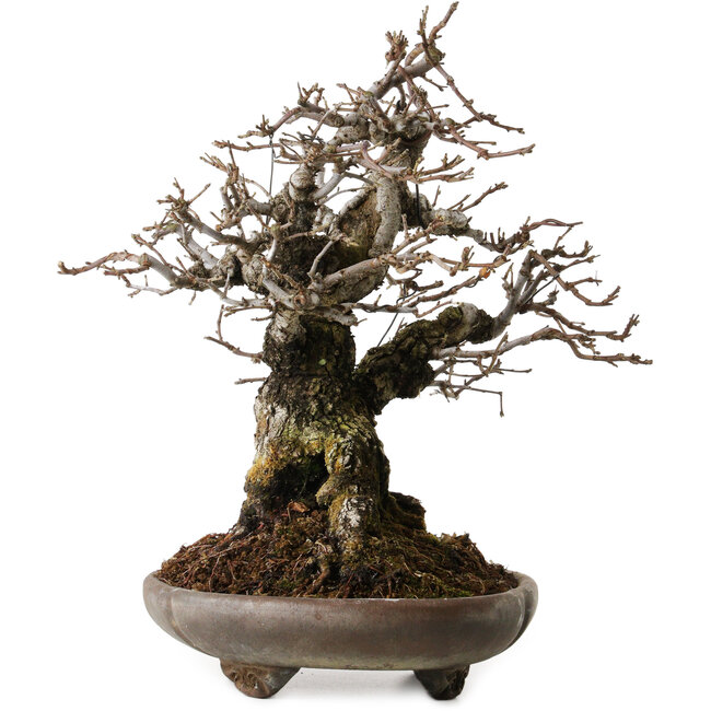 Apfelbaum (Malus sieboldii), 20 cm, ca. 45 Jahre alt, mit einem Wurzelhals von 24 cm, gestaltet von Shinji Suzuki, in einem antiken chinesischen Topf