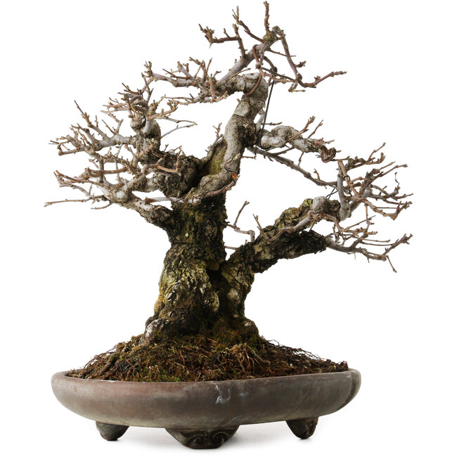 Malus sieboldii, 20 cm, ± 45 anni, con un nebari di 24 cm, disegnato da Shinji Suzuki, in un antico vaso cinese