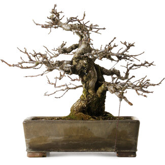 antique Chinese Malus sieboldii, 20 cm, ± 45 Jahre alt