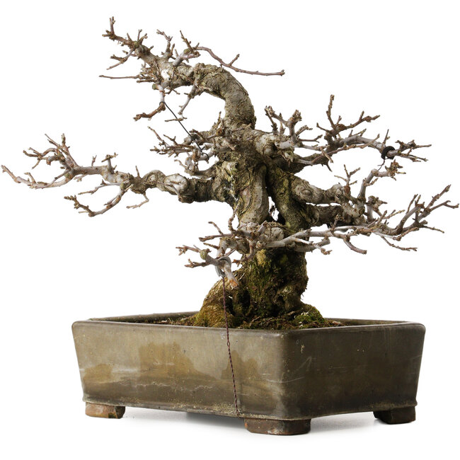 Malus sieboldii, 20 cm, environ 45 ans, avec un nebari de 24 cm, dans un pot chinois ancien fêlé, stylisé par Shinji Suzuki