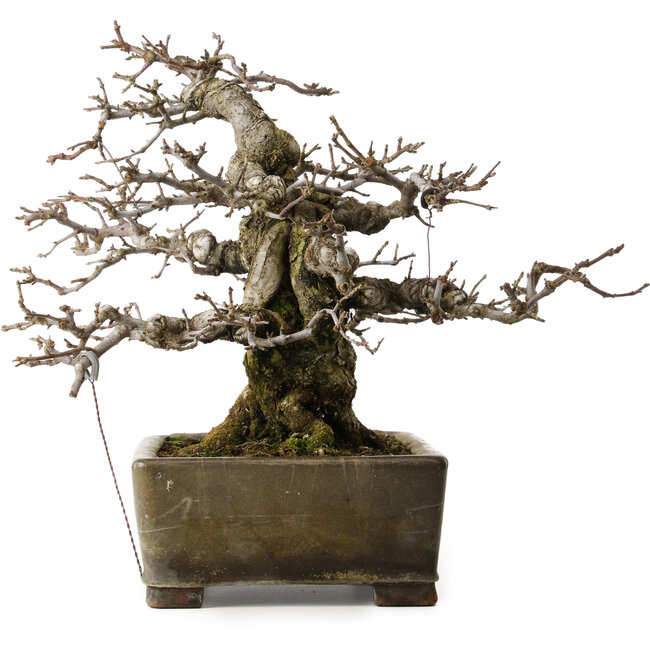 Malus sieboldii, 20 cm, ± 45 anni, con un nebari di 24 cm, in un antico vaso cinese con una crepa, disegnato da Shinji Suzuki