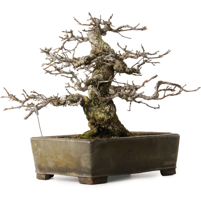 Malus sieboldii, 20 cm, ± 45 jaar oud, met een nebari van 24 cm, in een antieke Chinese pot met een barst erin, gestyled door Shinji Suzuki