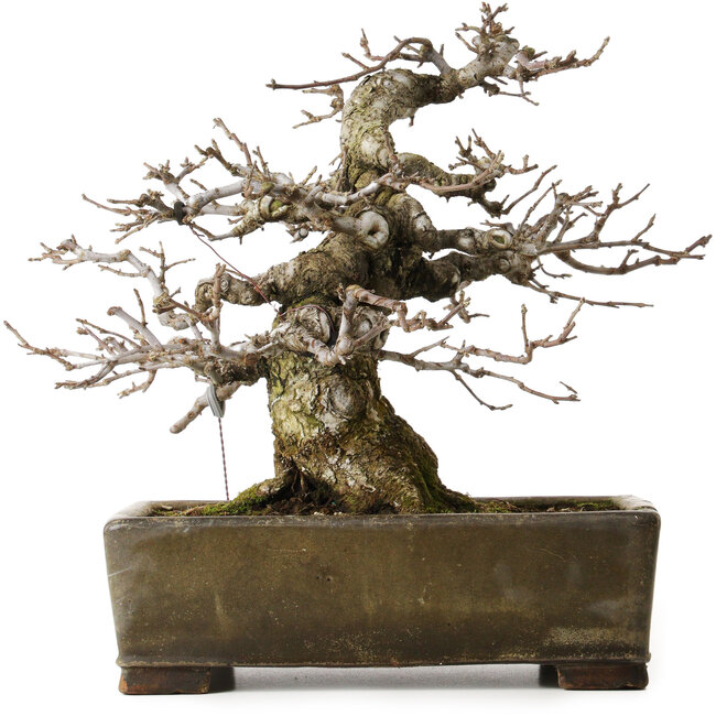 Malus sieboldii, 20 cm, ± 45 anni, con un nebari di 24 cm, in un antico vaso cinese con una crepa, disegnato da Shinji Suzuki