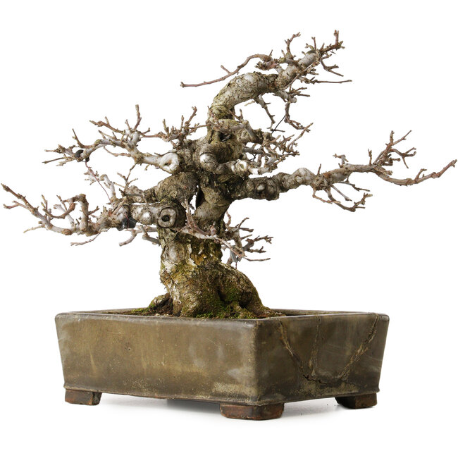 Malus sieboldii, 20 cm, ± 45 jaar oud, met een nebari van 24 cm, in een antieke Chinese pot met een barst erin, gestyled door Shinji Suzuki