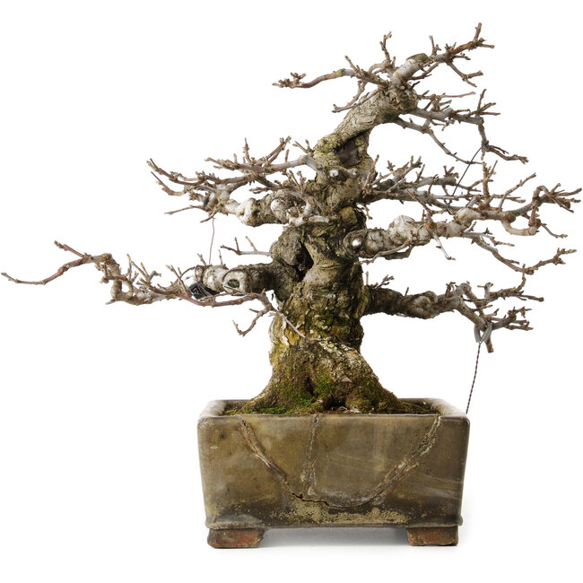 Malus sieboldii, 20 cm, environ 45 ans, avec un nebari de 24 cm, dans un pot chinois ancien fêlé, stylisé par Shinji Suzuki