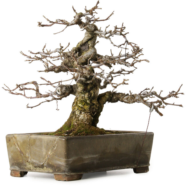 Malus sieboldii, 20 cm, ± 45 años, con un nebari de 24 cm, en una maceta china antigua con una grieta, diseñada por Shinji Suzuki