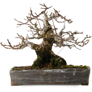 antique Chinese Malus sieboldii, 20 cm, ± 45 ans