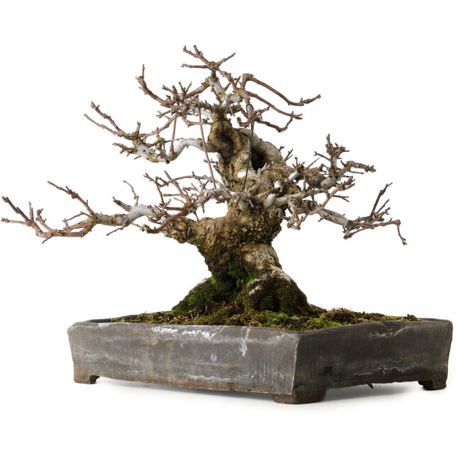 Malus sieboldii, 20 cm, ca. 45 Jahre alt, mit einem Wurzelhals von 24 cm, in einem antiken chinesischen Topf mit einem Riss, gestaltet von Shinji Suzuki