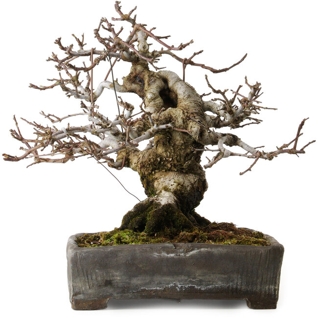 Malus sieboldii, 20 cm, environ 45 ans, avec un nebari de 24 cm, dans un pot chinois ancien fêlé, stylisé par Shinji Suzuki