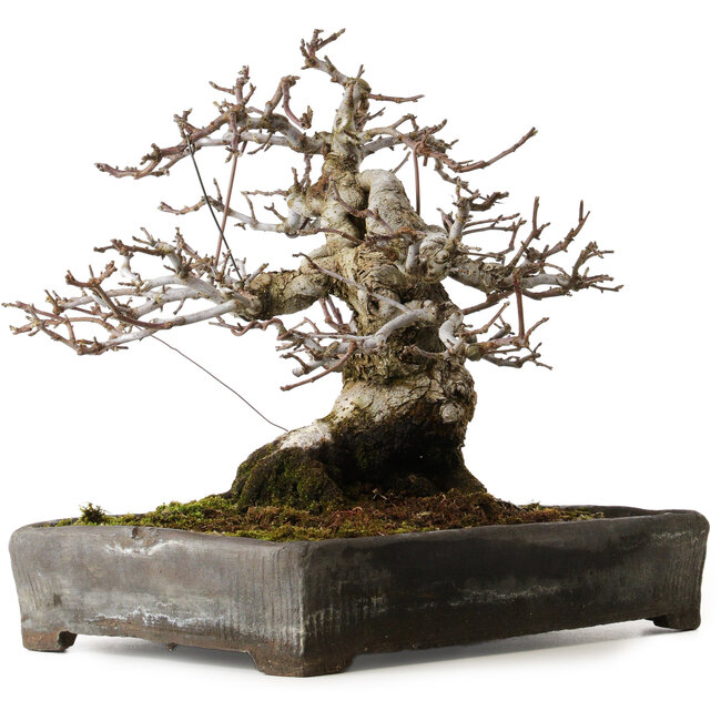 Malus sieboldii, 20 cm, ± 45 jaar oud, met een nebari van 24 cm, in een antieke Chinese pot met een barst erin, gestyled door Shinji Suzuki