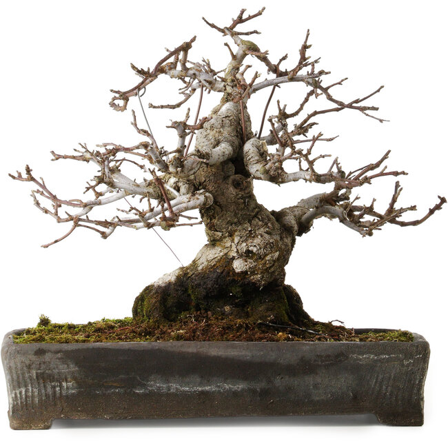 Malus sieboldii, 20 cm, ± 45 años, con un nebari de 24 cm, en una maceta china antigua con una grieta, diseñada por Shinji Suzuki