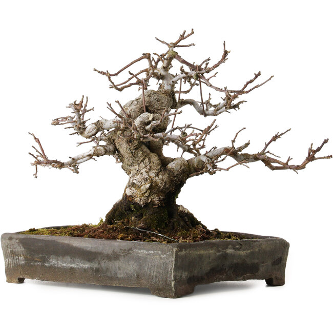 Malus sieboldii, 20 cm, ± 45 anni, con un nebari di 24 cm, in un antico vaso cinese con una crepa, disegnato da Shinji Suzuki