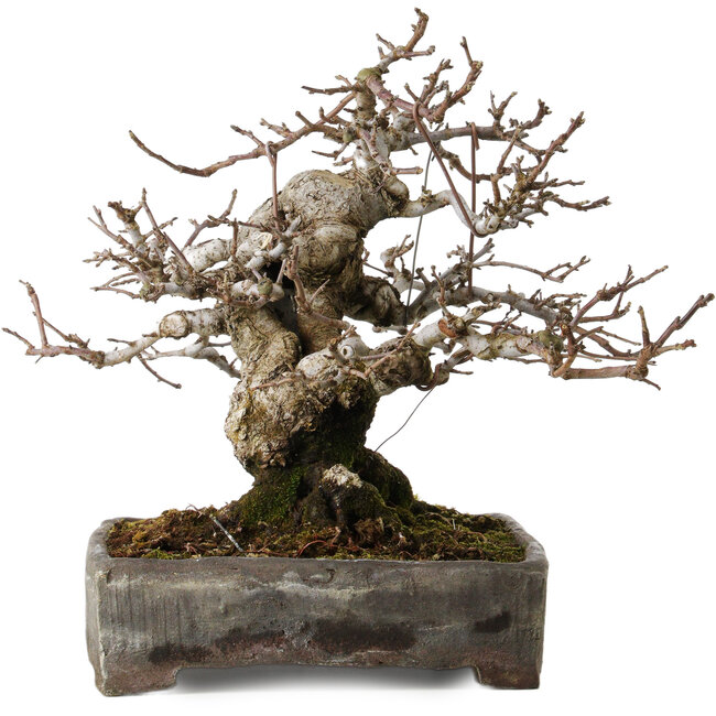 Malus sieboldii, 20 cm, ± 45 años, con un nebari de 24 cm, en una maceta china antigua con una grieta, diseñada por Shinji Suzuki