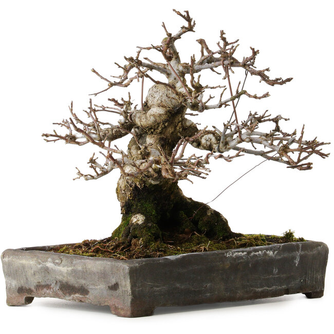 Malus sieboldii, 20 cm, ca. 45 Jahre alt, mit einem Wurzelhals von 24 cm, in einem antiken chinesischen Topf mit einem Riss, gestaltet von Shinji Suzuki