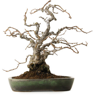 Yamafusa Chaenomeles speciosa Boke, 20 cm, ± 45 years old