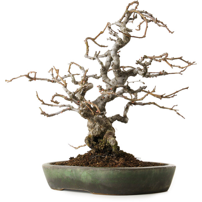 Chaenomeles speciosa Boke, 20 cm, ± 45 years old, styled by Shinji Suzuki, in a handmade Japanese pot by Yamafusa