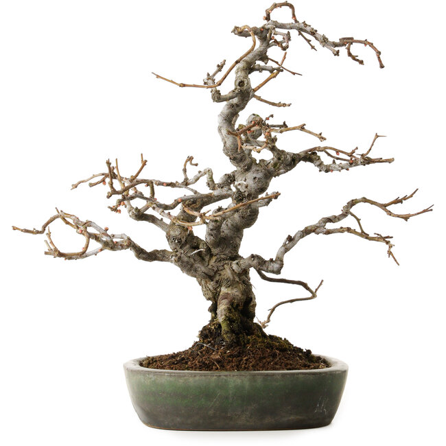 Chaenomeles speciosa Boke, 20 cm, ± 45 years old, styled by Shinji Suzuki, in a handmade Japanese pot by Yamafusa