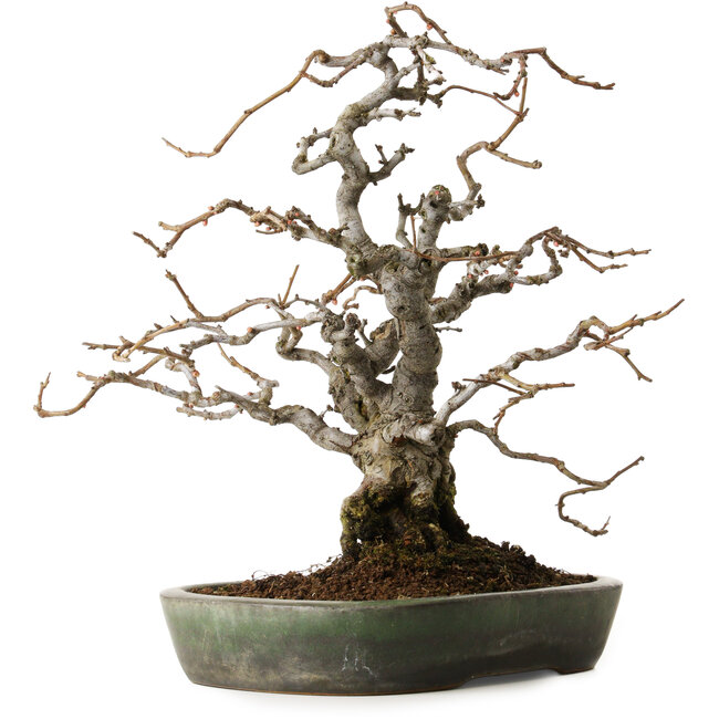 Chaenomeles speciosa Boke, 20 cm, ± 45 jaar oud, gestyled door Shinji Suzuki, in een handgemaakte Japanse pot van Yamafusa