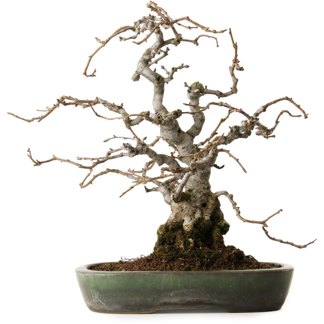 Chaenomeles speciosa Boke, 20 cm, ± 45 años, diseñado por Shinji Suzuki, en una maceta japonesa hecha a mano por Yamafusa