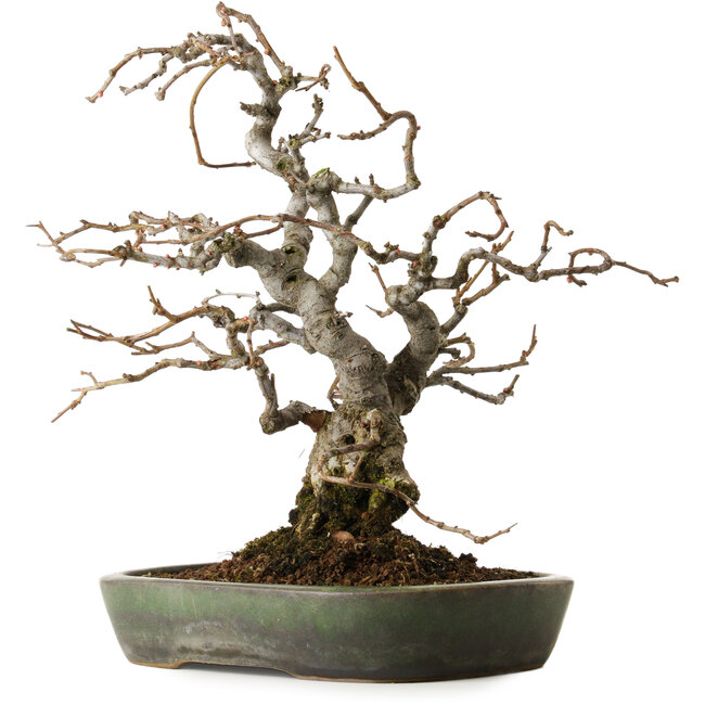 Chaenomeles speciosa Boke, 20 cm, ± 45 anni, disegnata da Shinji Suzuki, in un vaso giapponese fatto a mano da Yamafusa