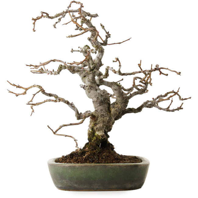 Chaenomeles speciosa Boke, 20 cm, ± 45 ans, stylisé par Shinji Suzuki, dans un pot japonais fait main par Yamafusa