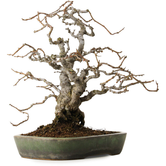 Chaenomeles speciosa Boke, 20 cm, ± 45 años, diseñado por Shinji Suzuki, en una maceta japonesa hecha a mano por Yamafusa