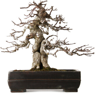 antique Chinese Malus sieboldii, 20 cm, ± 45 anni