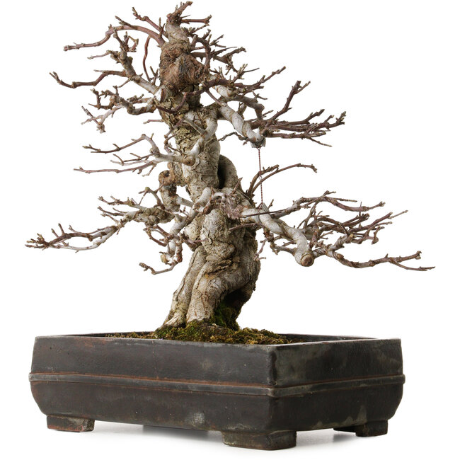 Malus sieboldii, 20 cm, ca. 45 Jahre alt, mit einem Wurzelhals von 15 cm, in einem antiken chinesischen Topf mit einem Riss, gestaltet von Shinji Suzuki