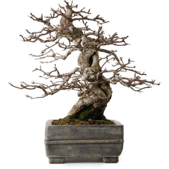 Malus sieboldii, 20 cm, ± 45 jaar oud, met een nebari van 15 cm, in een antieke Chinese pot met een barst erin, gestyled door Shinji Suzuki