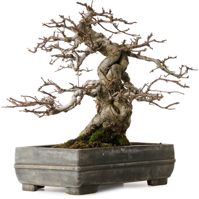 Malus sieboldii, 20 cm, environ 45 ans, avec un nebari de 15 cm, dans un pot chinois ancien fêlé, stylisé par Shinji Suzuki