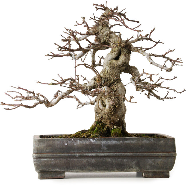 Malus sieboldii, 20 cm, ± 45 jaar oud, met een nebari van 15 cm, in een antieke Chinese pot met een barst erin, gestyled door Shinji Suzuki