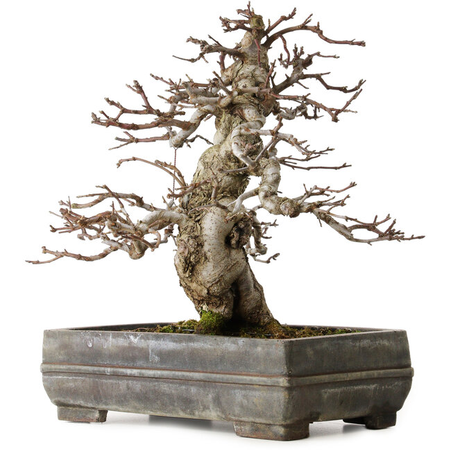 Malus sieboldii, 20 cm, ca. 45 Jahre alt, mit einem Wurzelhals von 15 cm, in einem antiken chinesischen Topf mit einem Riss, gestaltet von Shinji Suzuki