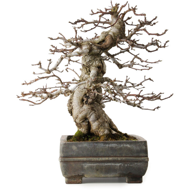 Malus sieboldii, 20 cm, environ 45 ans, avec un nebari de 15 cm, dans un pot chinois ancien fêlé, stylisé par Shinji Suzuki