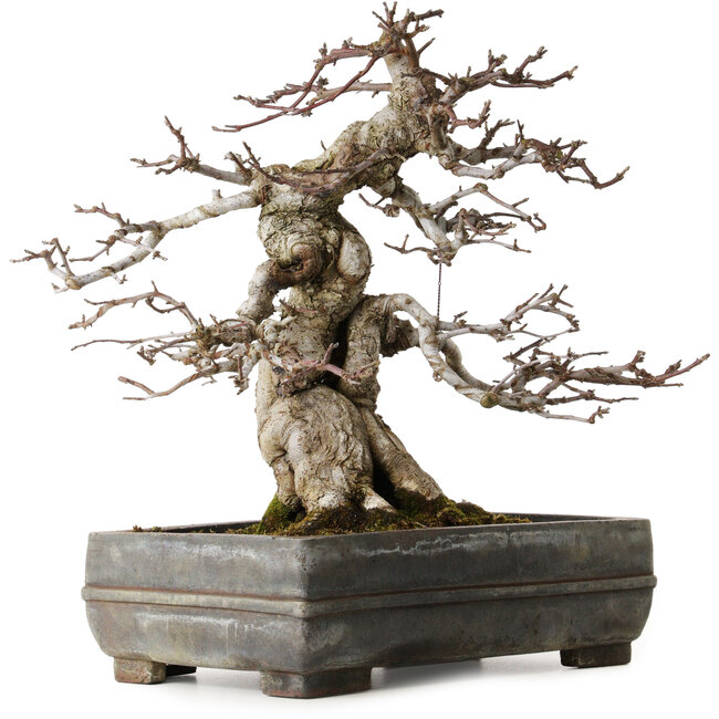 Malus sieboldii, 20 cm, environ 45 ans, avec un nebari de 15 cm, dans un pot chinois ancien fêlé, stylisé par Shinji Suzuki