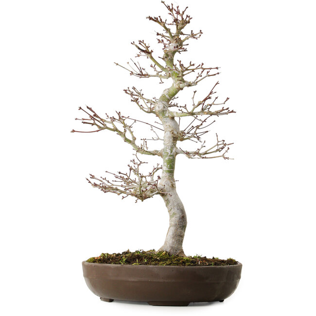 Acer palmatum, 20 cm, ± 20 years old