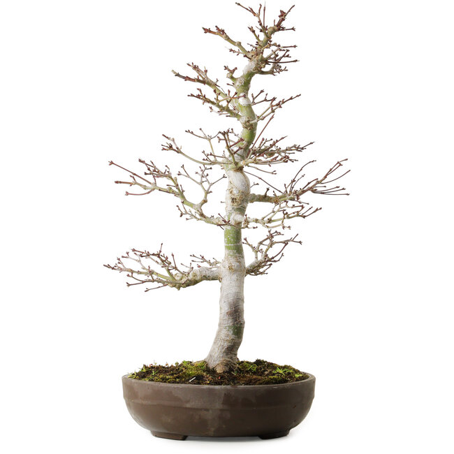 Acer palmatum, 20 cm, ± 20 ans
