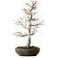 Acer palmatum, 20 cm, ± 20 years old
