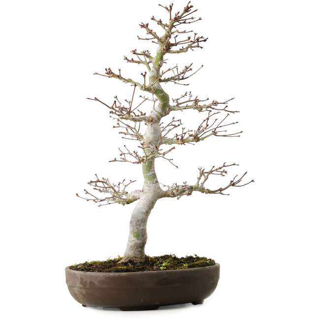 Acer palmatum, 20 cm, ± 20 Jahre alt