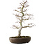 Acer palmatum, 20 cm, ± 20 Jahre alt