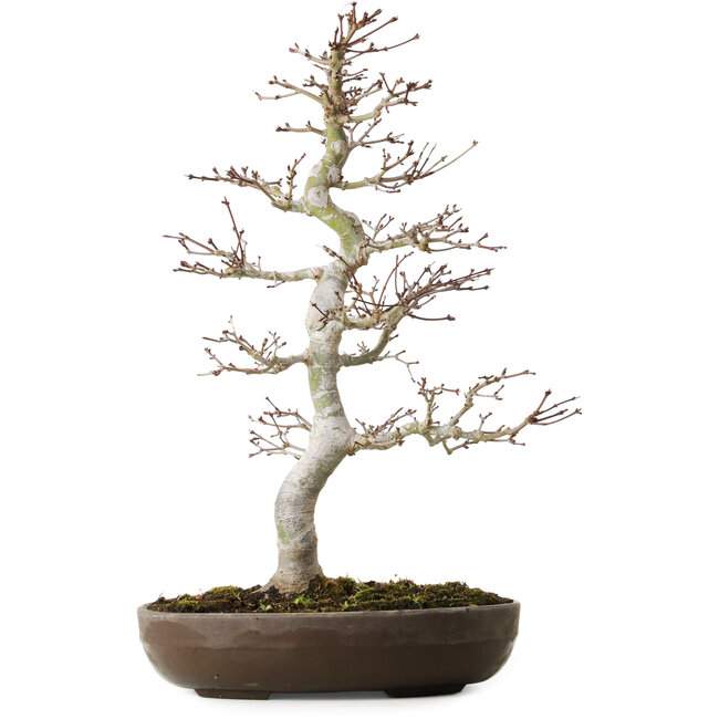 Acer palmatum, 20 cm, ± 20 ans