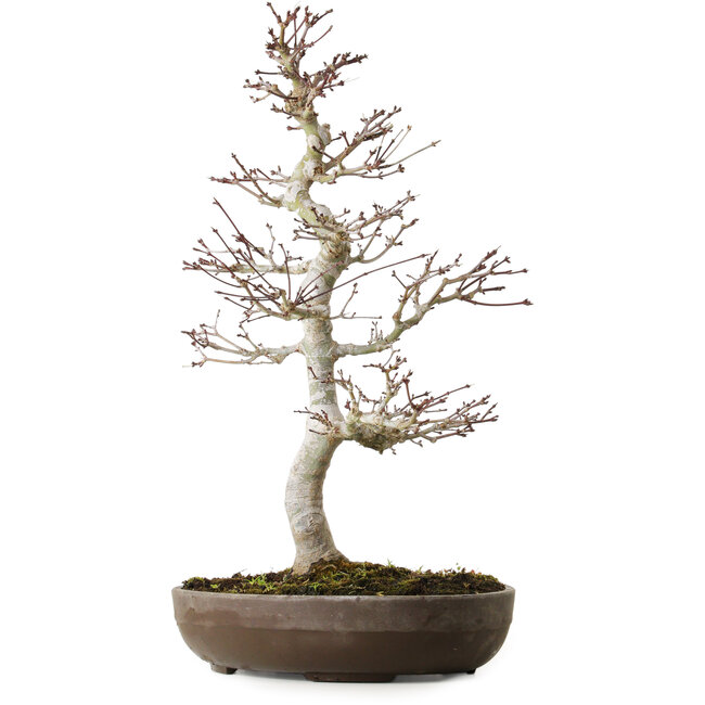 Acer palmatum, 20 cm, ± 20 anni