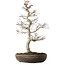 Acer palmatum, 20 cm, ± 20 years old