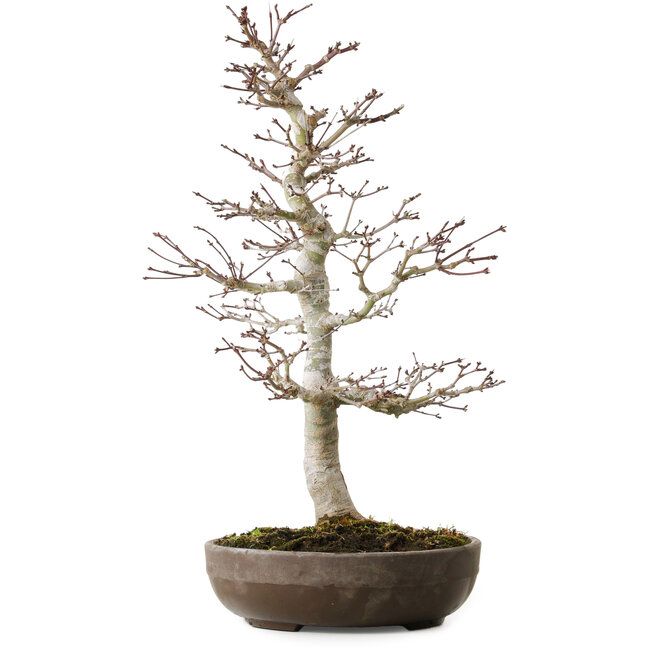 Acer palmatum, 20 cm, ± 20 Jahre alt