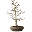 Acer palmatum, 20 cm, ± 20 ans