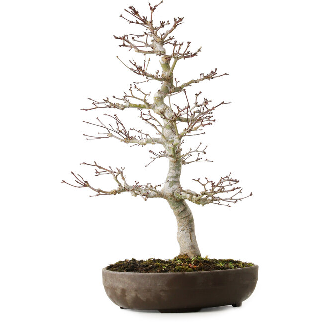 Acer palmatum, 20 cm, ± 20 años