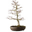 Acer palmatum, 20 cm, ± 20 Jahre alt