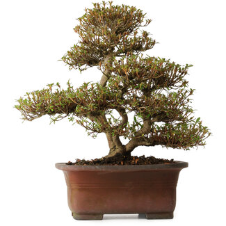 Rhododendron indicum Kinsai, 20 cm, ± 30 anni