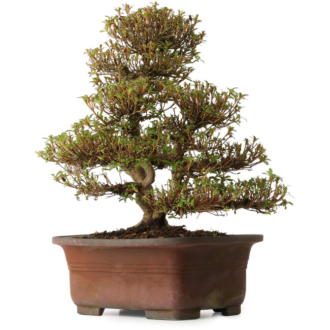 Rhododendron indicum Kinsai, 20 cm, ± 30 anni, con un nebari di 7 cm