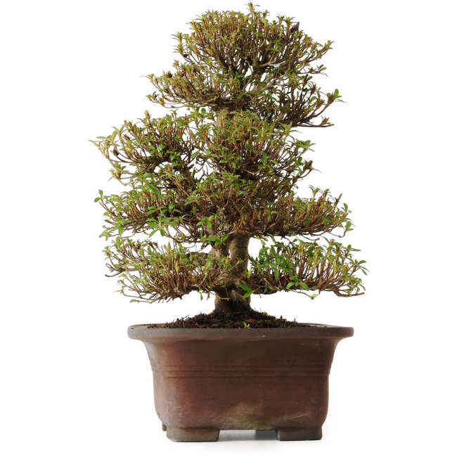 Rhododendron indicum Kinsai, 20 cm, ± 30 anni, con un nebari di 7 cm