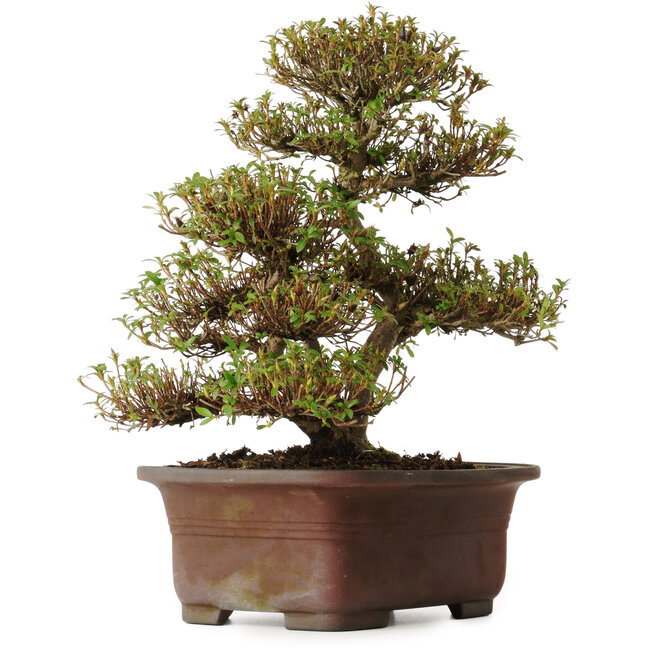 Rhododendron indicum Kinsai, 20 cm, ± 30 anni, con un nebari di 7 cm